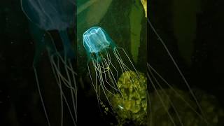 Box Jellyfish the most Venomous creature on earth 🙀 [upl. by Eiramlatsyrk]