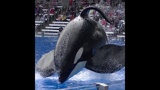 Tilikum pushes gate open  August 14 2015  SeaWorld Orlando [upl. by Retep]