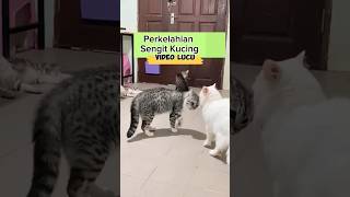 Kucing berkelahi kucing pets animals catlover [upl. by Fotzsyzrk]