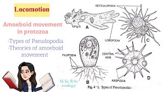 LocomotionAmoeboid movement in protozoaTypes of Pseudopodia Theories of Amoeboid movt MSc BSc [upl. by Joice]