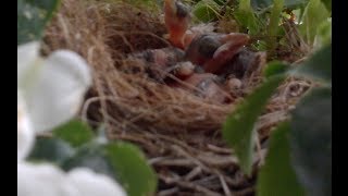 Cowbirds in a Wren Nest [upl. by Abbye]