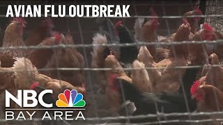 Avian flu outbreak in Sonoma County [upl. by Icats]