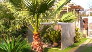 Washingtonia filifera 2017 03 14 [upl. by Rorke447]