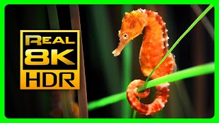 Incredible Seahorse Aquarium in 8K HDR  Soothing amp Relaxing Music  Relaxing Tv Art Screensaver [upl. by Vaclava]