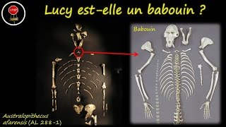 FAQ Lucy estelle un babouin [upl. by Aprile234]