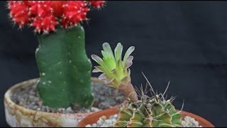 Gymnocalycium mihanovichii  Erdbeerkaktus Moon Cactus [upl. by Zobe]