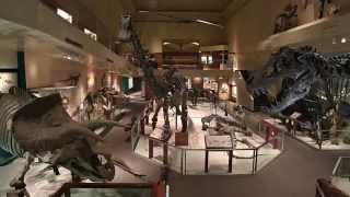 Secrets of the Fossil Hall [upl. by Hoehne]