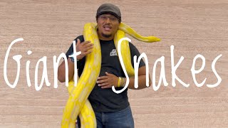 5 Giant Snakes As Good Pets…Or Are They [upl. by Hedvige]