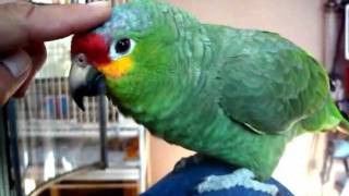 red lored amazon parrot listing to the radio [upl. by Noned]