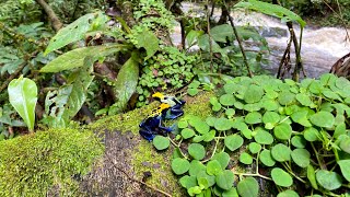 POISON DART FROG Dendrobates tinctorius in natural habitat in the Brazilian Amazon [upl. by Kila]