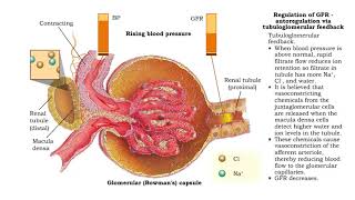 Regulation of GFR autoregulation via myogenic mechanism Myogenic mechanism [upl. by Cynde162]