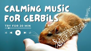 Music for Gerbils to Relax How To Calm Anxious or Stressed Gerbil [upl. by Oatis]