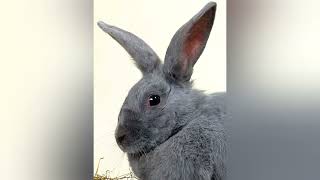 Rabbit Breed Profile  The Beveren Rabbit [upl. by Synn]