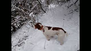 Pluck pheasant feathers then walk to look for deer trail [upl. by Agnew140]