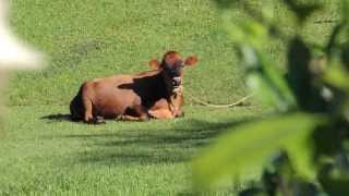 5484 Vaca acostada y atada en cesped Raw Animales domesticos [upl. by Behl202]