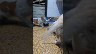 slap day celebrate cute cat amp labrador youtubeshorts doglover funny labraworld [upl. by Farrel]