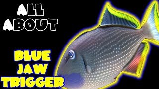 All About The Blue Jaw Triggerfish or Blue Throat Triggerfish [upl. by Wiltshire639]