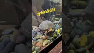 Spotted a Spotted Turtle at the Cleveland Aquarium [upl. by Aggappe]