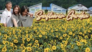 A Day of exploring Sunflower fields in Takayama  Best Beautiful Places to Visit in Japan [upl. by Eilrahs]