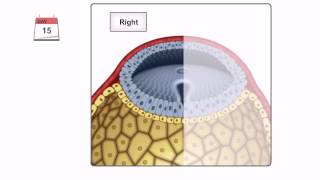 General Embryology  Detailed Animation On Gastrulation [upl. by Aneehsar]