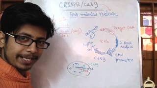 Crispr Cas9 Genome Editing System [upl. by Brittan]