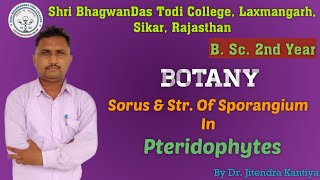 B Sc 2nd Year  Botany  Sorus of Sporangium  Dr Jitendra Kantiya  Shri BhagwanDas Todi College [upl. by Spence]