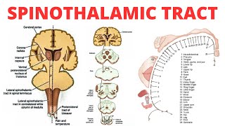 Spinothalamic Tract  PAIN ANATOMY [upl. by Anasor]