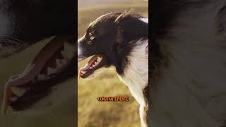 HUSKY SIBERIANO vs BORDER COLLIE [upl. by Mima]