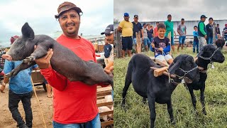 FEIRA DE BODE DE PORCO DE CACHOEIRINHA PE QUINTA FEIRA 300524 nordeste [upl. by Onivla681]