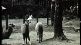 Dierentuin Artis 1958 [upl. by Acimot]