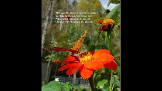 Planting Tithonia diversifolia Mexican sunflower [upl. by Heinrik]