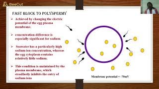 Slow and Fast block to Polyspermy Dr Saghir Ahmad [upl. by Kcinemod488]