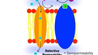 32 Membrane Proteins and Permeability [upl. by Amir]