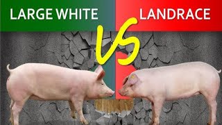 Large White pig VS Landrace pig  which is Better for Commercial pig Farming in Nigeria [upl. by Dolph]