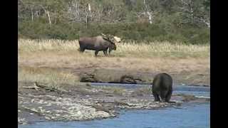 RECORD BULL MOOSE Encounters GRIZZLY enormous alaska trophy moose brown bears [upl. by Holbrooke]