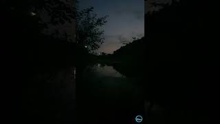 Relaxing swamp white noise after sunset [upl. by Acinorrev893]