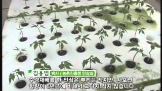 Hydroponic Ginseng quotNokyeopsamquot수경인삼 녹엽삼 [upl. by Edelsten]