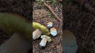 Boletus Edulis Eclosión boletus funghi porcini seta cogumelo mushroom ciuperci pilze [upl. by Trawets]