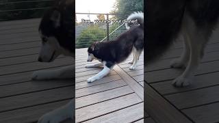 This husky This husky goes to eleven 🐺😤😅 siberianderpskies husky huskylife siberianhusky [upl. by Akeihsat623]