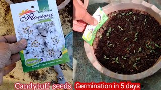 How to grow Candytuft from Seeds in pots at home full update [upl. by Kcirdlek831]