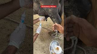 Intramammary infusion buffalo mastitis treatment lactovet tube buffalo mastitis vetdrmudassir [upl. by Ghassan607]