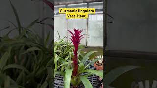 Vase Plant  Bromeliad  Guzmania plants flowers fypシ [upl. by Nomyaw]