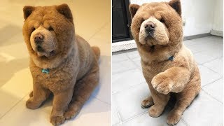 Cute Chow Chow  Chow Chow Puppy  Chow Chow  Chow Chow Dogs compilation 5 [upl. by Nrubyar]