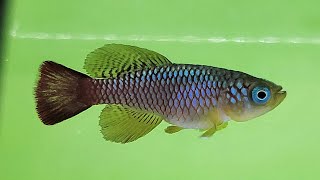 How to breed Nothobranchius killifish by Devin Espinoza TAKO [upl. by Aedrahs]