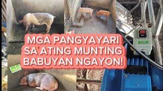 MGA MAHALAGANG PANGYYRI SA ATING MUNTING BABUYAN NGAYONOONAGH BACKYARD FARM [upl. by Peursem]