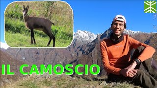 Animali in Val Grande ep 01  Camoscio [upl. by Klenk]