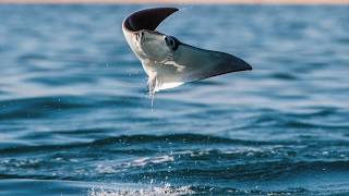 FlyingFriday The Mobula Ray [upl. by Einnaoj]