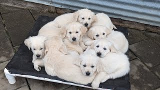 7 and 12 weekold golden retriever puppies The Sweets Litter [upl. by Columba648]