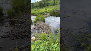 Beaver’s Pond and Dam beavers beaverlake beaverdam [upl. by Filler353]