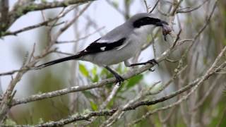 Loggerhead Shrike  the Butcher Bird in action [upl. by Ariajaj220]